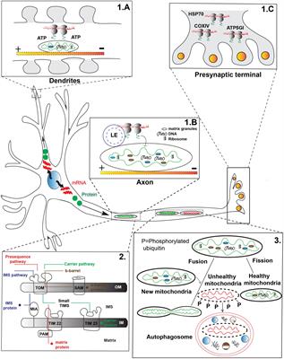 <mark class="highlighted">Axonal Transport</mark> and Mitochondrial Function in Neurons